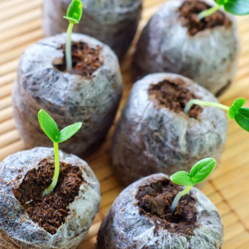 *FREE* All-in-1 Large Red Cherry Tomato Seed Kit!