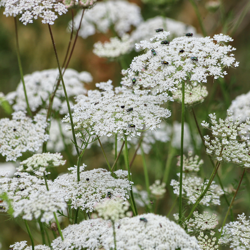 Queen Anne's Lace Flower seeds