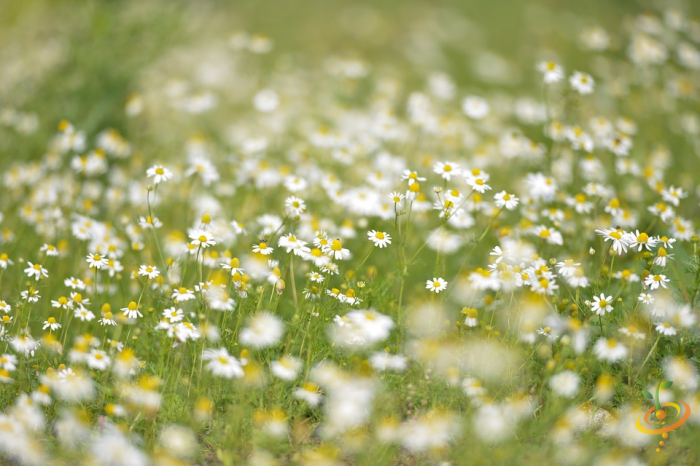 Partial shade wildflower mix by SeedsNow featuring daisies and chrysanthemums for garden planting.