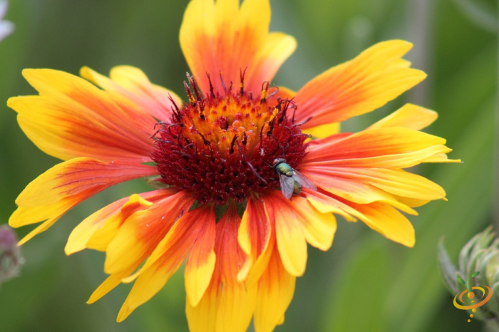 Gaillardia pulchella wildflower from SeedsNow Dryland Scatter Garden Seed Mix, vibrant red and yellow blooms in a sunny garden setting.