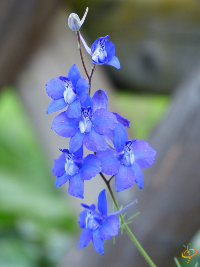 Wildflowers partial shade scatter garden seed mix featuring Rocket Larkspur flowers by SeedsNow