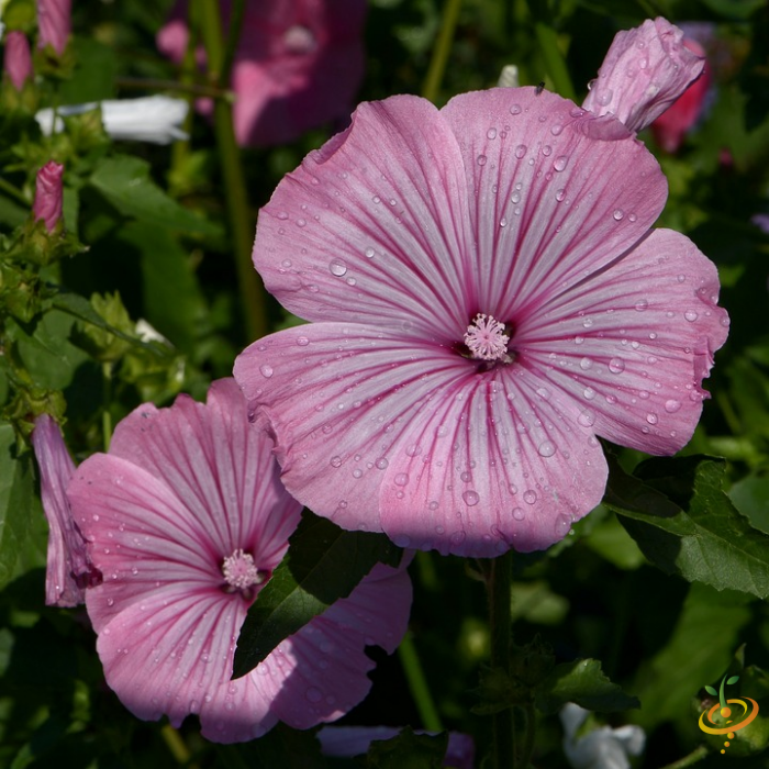 Wildflower mix seed packet featuring rose mallow flowers for partial shade garden planting by SeedsNow.