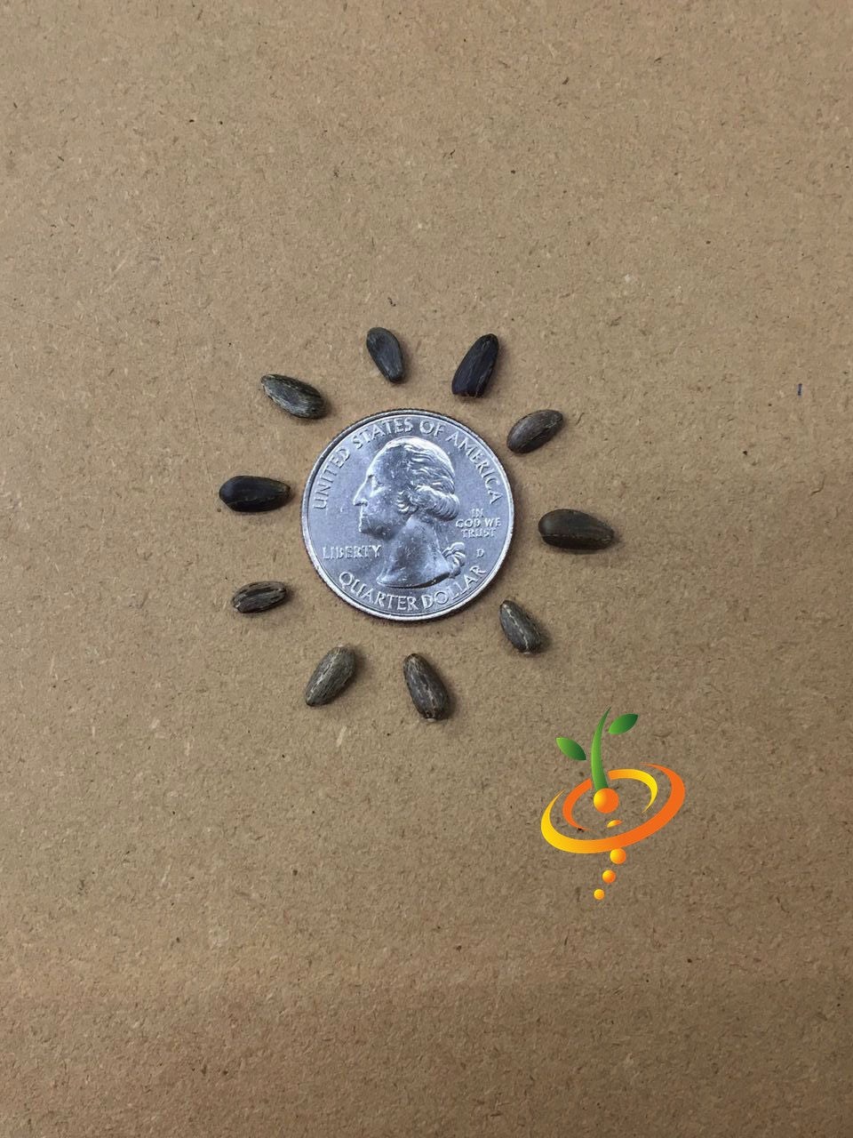 Close-up of purple cardoon seeds from SeedsNow, showing small, brownish seeds with textured surfaces on a white background.