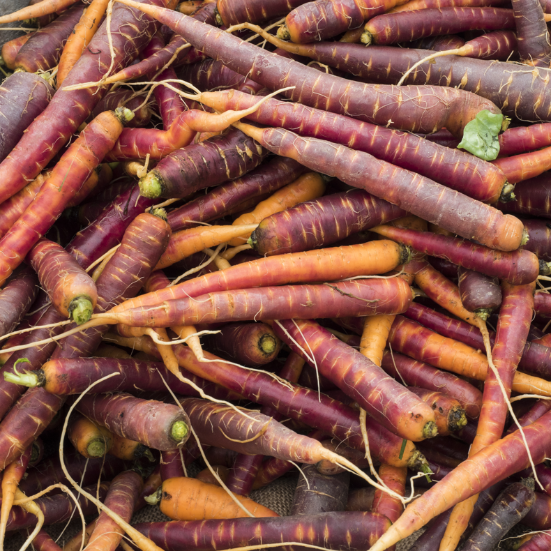 Purple Haze carrot seeds from SeedsNow, 8-inch long vegetable seeds for gardening and planting.
