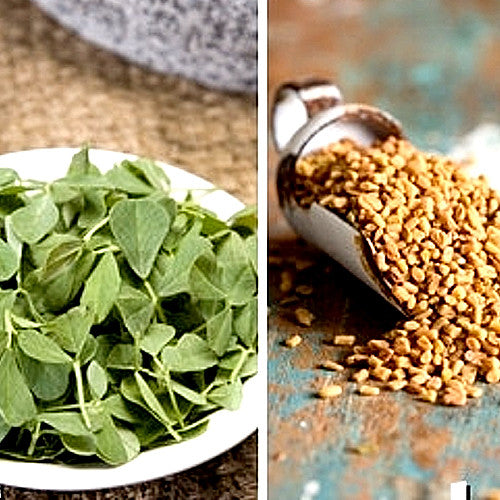 Shop for Fenugreek seeds to buy online in the USA. Popular in Indian, Middle Eastern dishes! Open-pollinated OP, USA-quality, Heirloom, NON-GMO organic seeds & more!