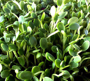 Close-up of fresh green sprouts from sprouts seed bank growing in a mason jar