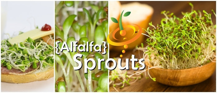 Close-up of fresh alfalfa sprouts and microgreens displayed on food and in a wooden bowl