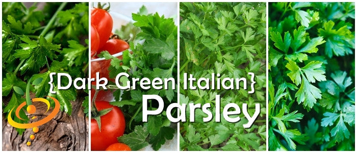 Collage of dark green Italian Giant parsley leaves for culinary use and garnishing