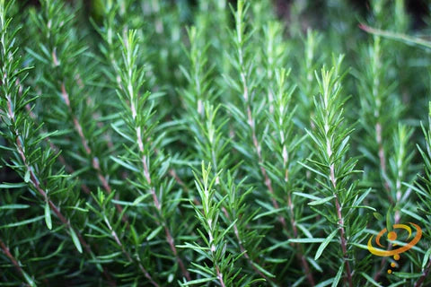 All Rosemary (Salvia rosmarinus) Herb Seeds