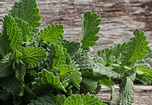 Discover top-rated Catnip Seeds to cultivate lush, organic catnip. Perfect for cat lovers wanting fresh, natural catnip plants. Shop for fresh catnip seeds now!.