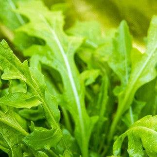 What are the best Companion Plants Compatible for Arugula?