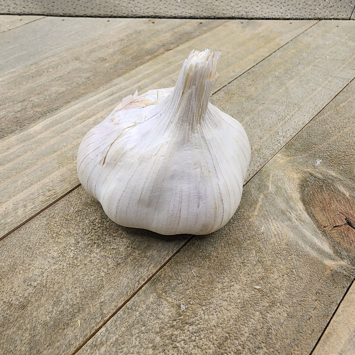 Garlic - (Soft Neck) Inchelium Red (Organic)
