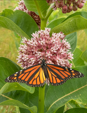 Milkweed, Common Flowers