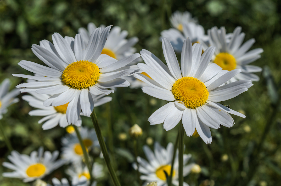 Daisy, Ox-Eye Flowers