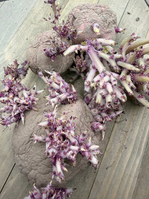 Potato (Mid-Season) - Norland, Dark Red (Organic rounds) - SeedsNow.com - Potato Seed