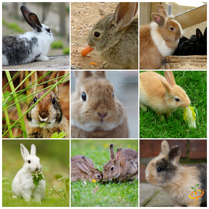 All-in-One Bunny Garden Variety Pack - SeedsNow.com