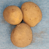 Potato (Mid-Season) - German Butterball (Organic rounds) *pre-order*