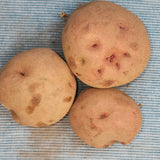 Potato (Mid-Season) - Red Pontiac (Organic rounds) *pre-order*