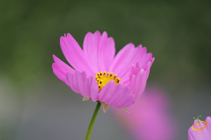 Wildflowers - All Annual Scatter Garden Seed Mix - SeedsNow.com