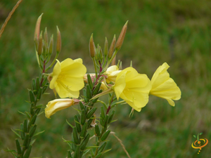 Wildflowers - Dryland Scatter Garden Seed Mix - SeedsNow.com