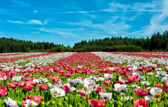 Wildflowers - Deer Resistant Scatter Garden Seed Mix - SeedsNow.com