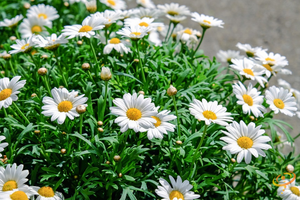 Wildflowers - Deer Resistant Scatter Garden Seed Mix - SeedsNow.com