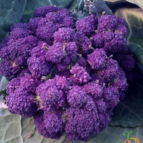 Broccoli - Early Purple - SeedsNow.com