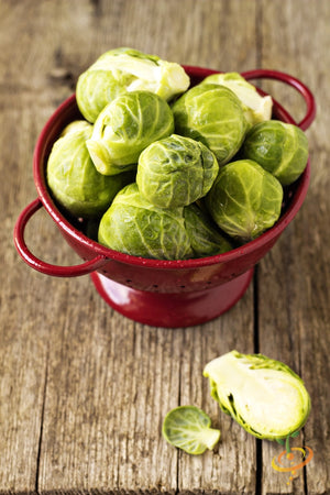 Brussels Sprouts - Long Island Catskill.