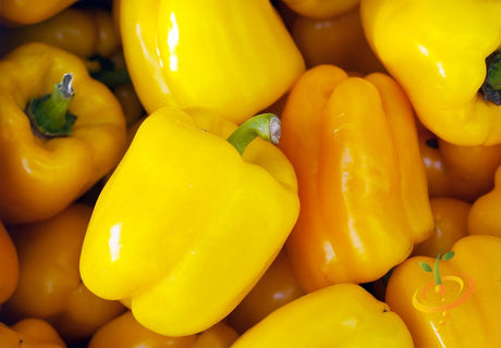 Bright yellow Sunbright sweet peppers close-up with smooth shiny skin and green stems