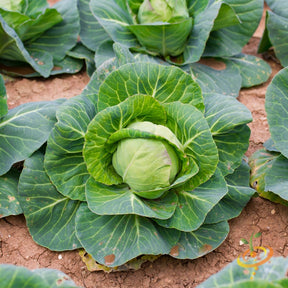Danish Ballhead cabbage growing in soil with large green leaves and a compact head in the center