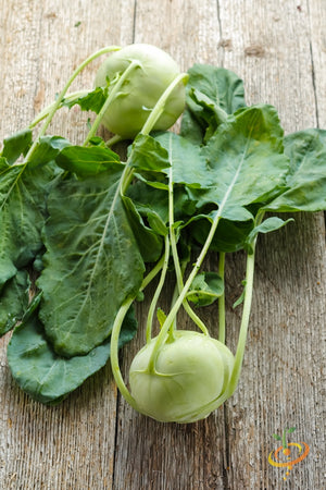 Kohlrabi - Vienna, White.