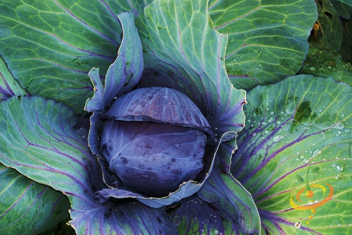 Cabbage - Mammoth Red Rock.