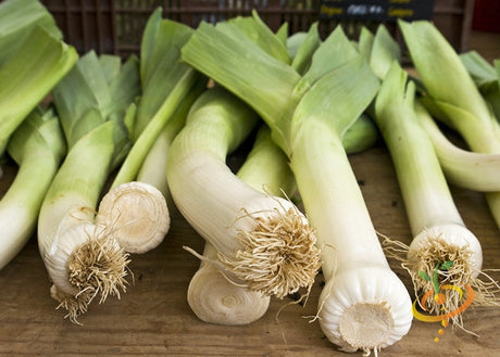 Fresh leeks with green foliage and white bottoms displayed on a wooden surface