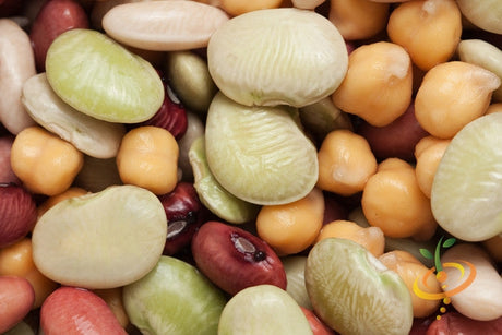 Close-up of King of the Garden lima beans and mixed legume seeds