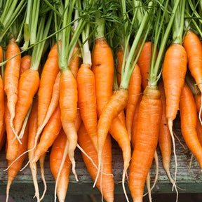 Fresh Carrot Autumn King variety with green tops and bright orange roots laid out on a wooden surface