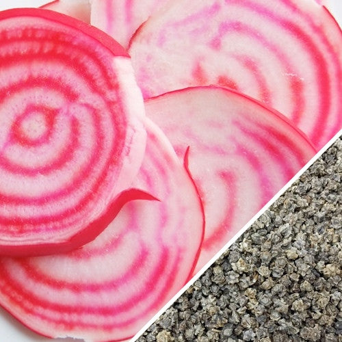 Beet - Chioggia.