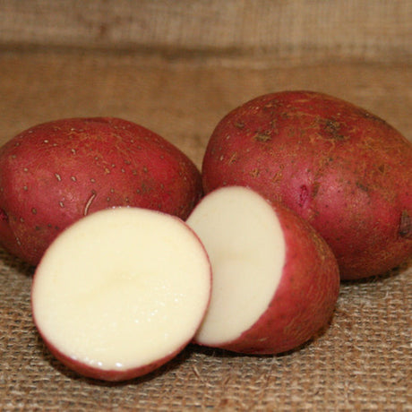 Potato (Mid-Season) - Dark Red Norland (ORGANIC) - SeedsNow.com