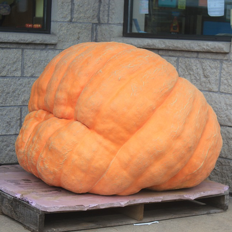 Pumpkin - Pacific Giant - SeedsNow.com