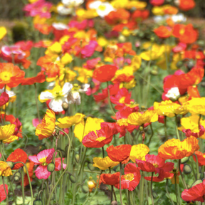 Wildflowers Partial Shade Scatter Garden Seed Mix