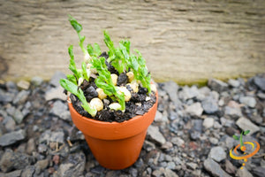 Sprouts/Microgreens - Green Pea.