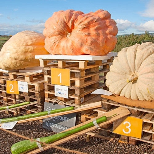 Pumpkin - Atlantic Giant.