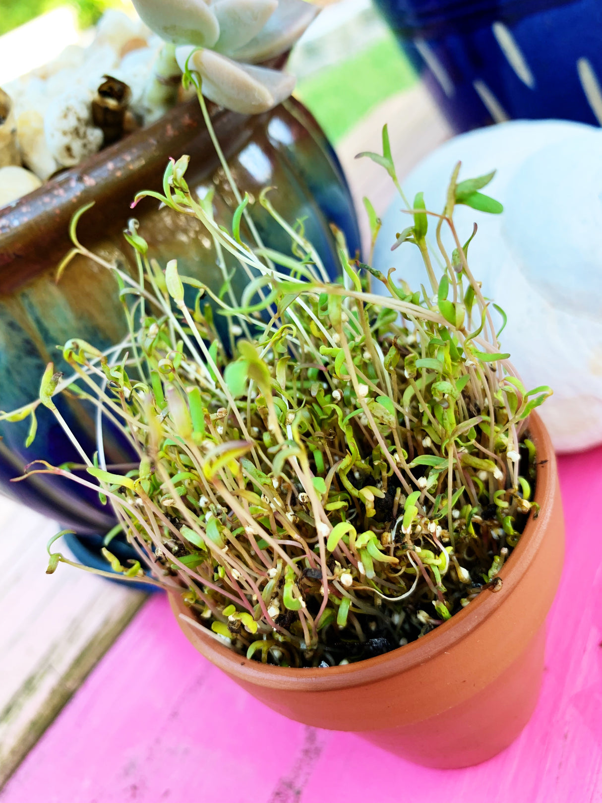 Sprouts/Microgreens - Quinoa - SeedsNow.com