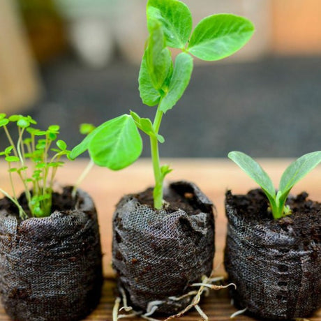 Organic seed starting soil pods from PODS, showing small biodegradable containers filled with rich soil for seed planting.