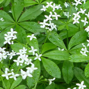 Sweet Woodruff seeds | Fragrant, Popular Culinary & Medicinal Herb