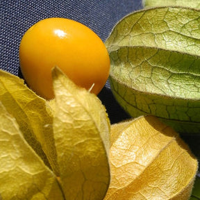 Ground Cherry Tomatillo Seeds | Grow Your Own Salsa Ingredients