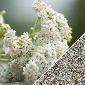 White yarrow flowers and close-up of yarrow seeds for medicinal herb planting