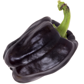 Chocolate Bell sweet pepper seeds from SeedsNow, showing small dark seeds for growing vibrant, flavorful chocolate-colored bell peppers.