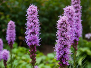 Flowers - Blazing Star (Gayfeather) - SeedsNow.com