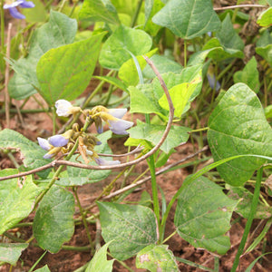 Bean - Jicama/Mexican Yam Bean - SeedsNow.com