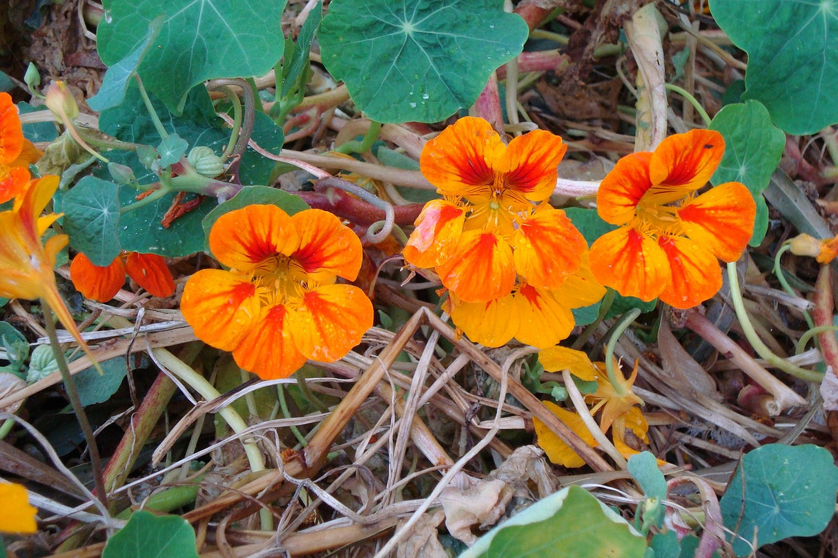 Nasturtium - Glorious Gleam - SeedsNow.com